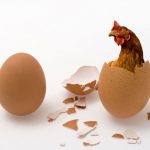 Egg-Chicken-In-Egg-Chicken-Or-Egg.jpg.653x0_q80_crop-smart